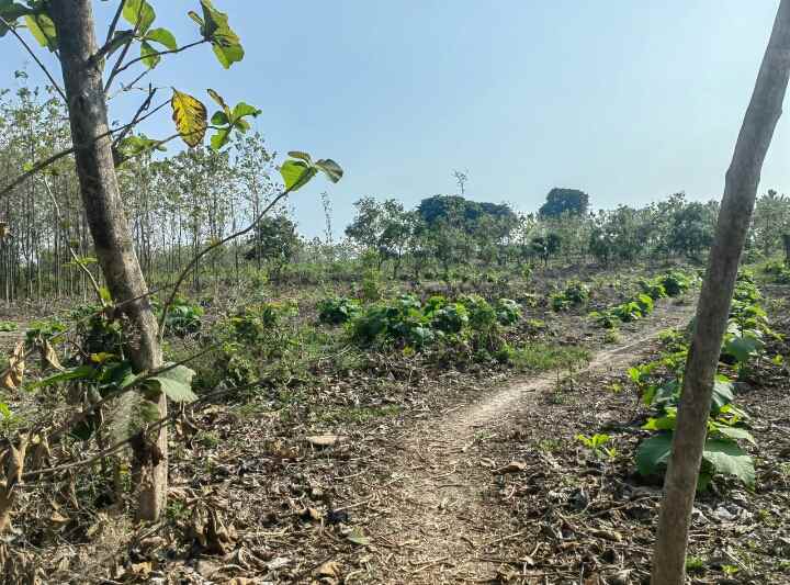 sebidang tanah nol propinsi tuban babat