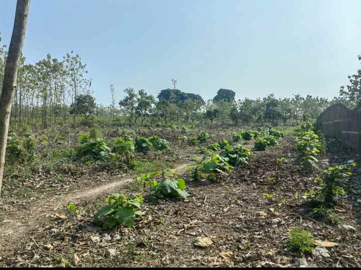 sebidang tanah nol propinsi tuban babat