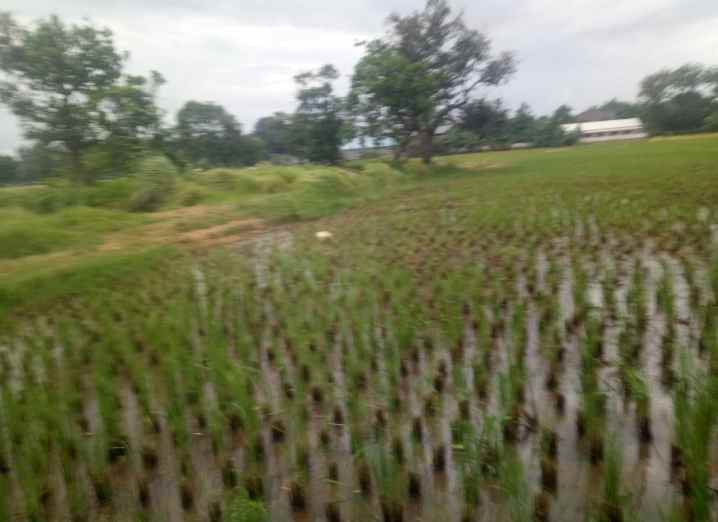 tanah 5 hektar cileungsi kab bogor