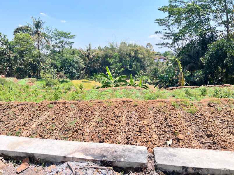 tanah 800m cocok untuk kebun buah karangpandan