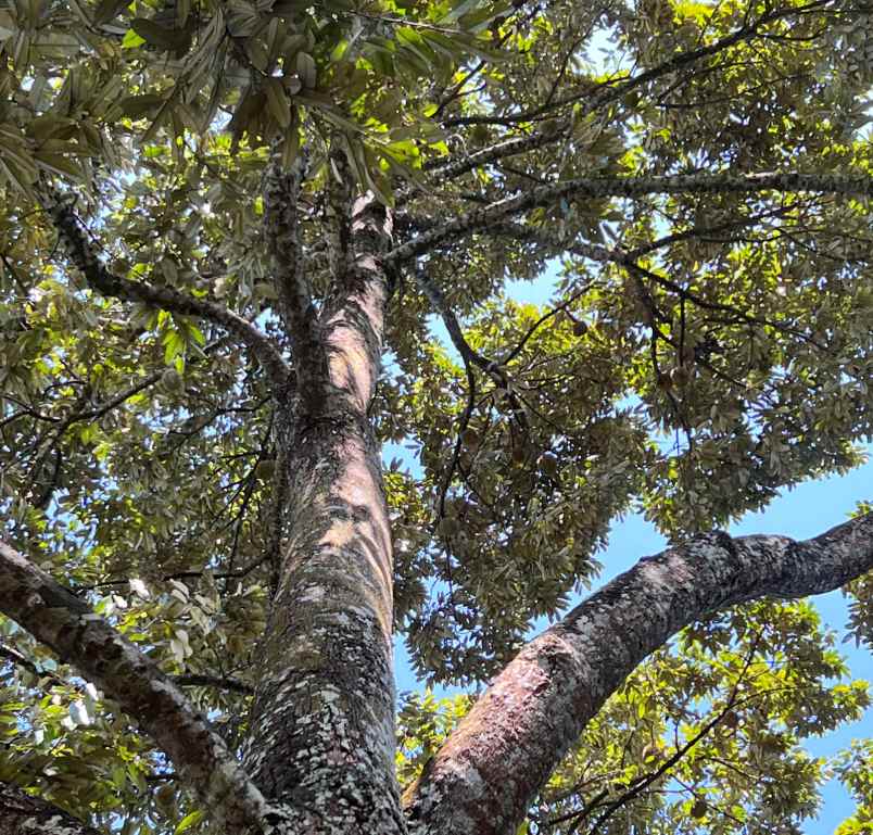 tanah kebun durian dekat wisata kemuning karanganyar