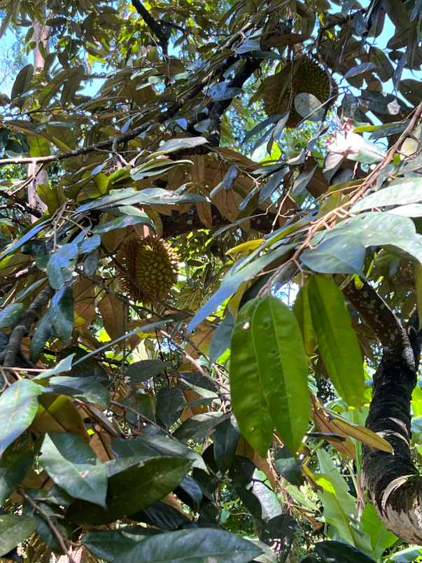 tanah kebun durian dekat wisata kemuning karanganyar