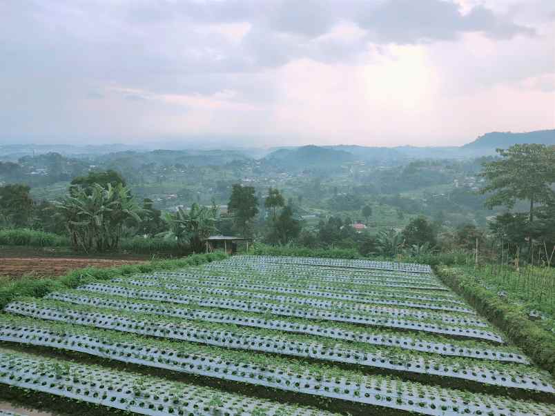 tanah kemuning ngargoyoso