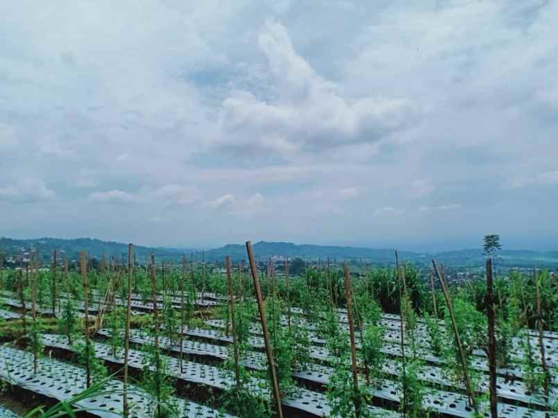 tanah kemuning ngargoyoso