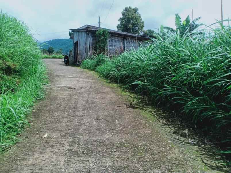 tanah kemuning ngargoyoso