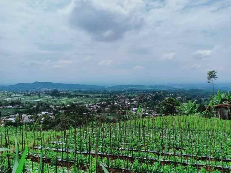 tanah kemuning ngargoyoso