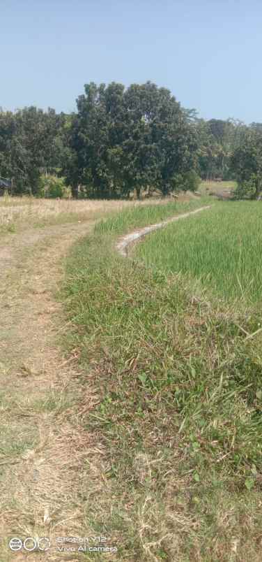 tanah sawah murah dan produktiv