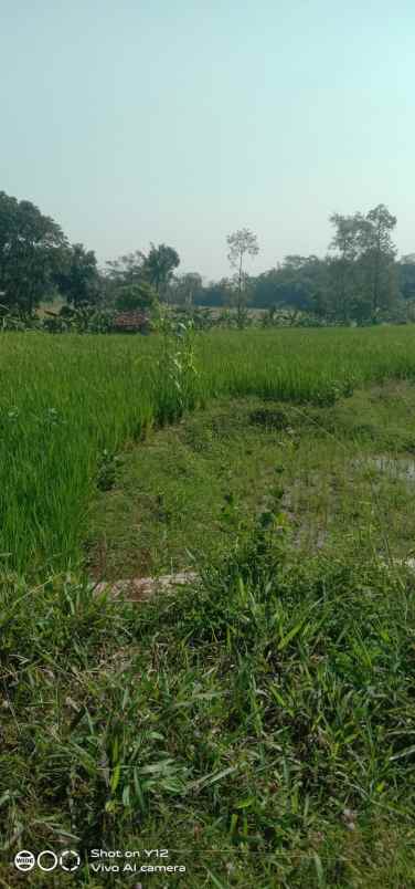 tanah sawah murah dan produktiv