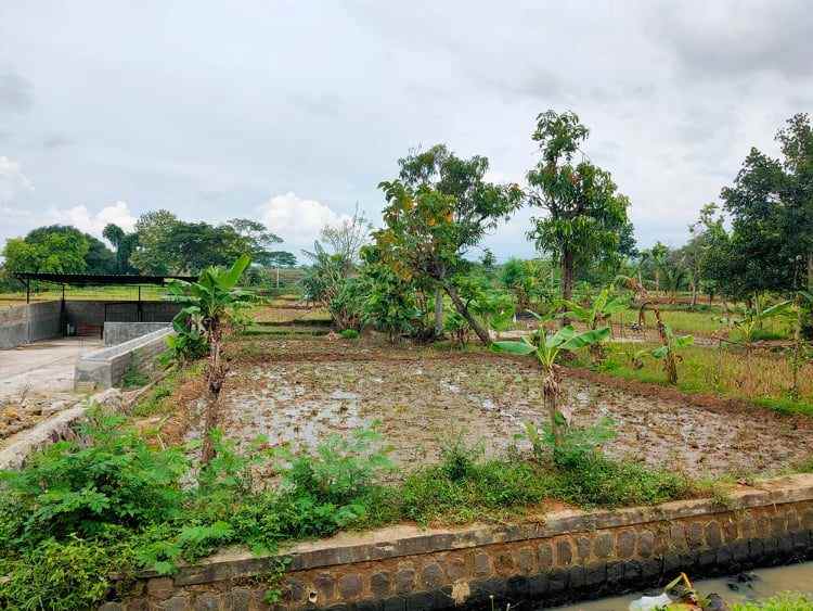 tanah suroboyo jirapan masaran