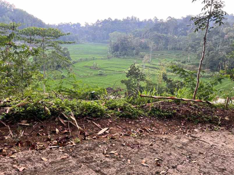 tanah view hamparan sawah 1710m karangpandan