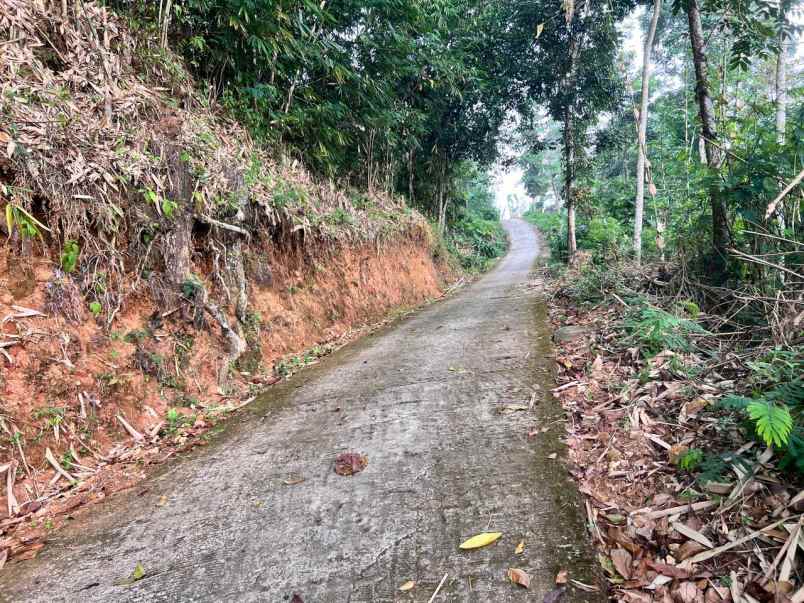 tanah view hamparan sawah 1710m karangpandan