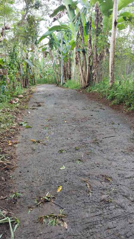 ubud pemandangan hutan lindung dan sungai