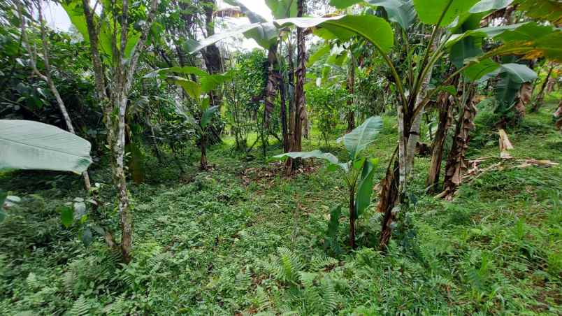 ubud pemandangan hutan lindung dan sungai