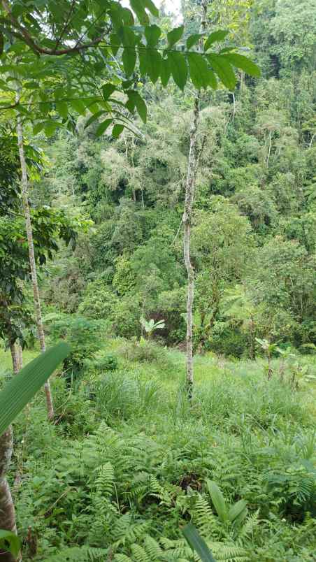 ubud pemandangan hutan lindung dan sungai