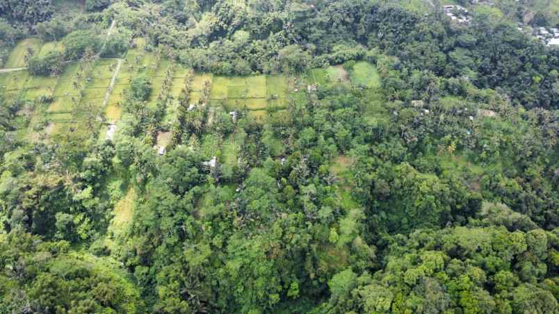 ubud pemandangan hutan lindung dan sungai