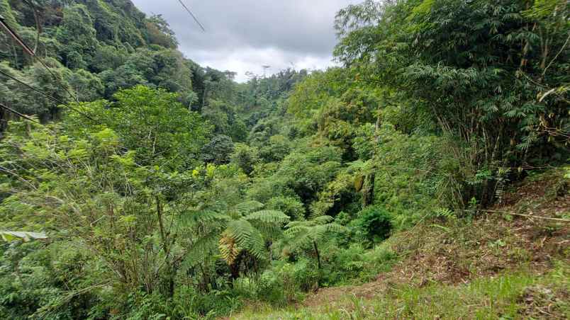 ubud pemandangan hutan lindung dan sungai