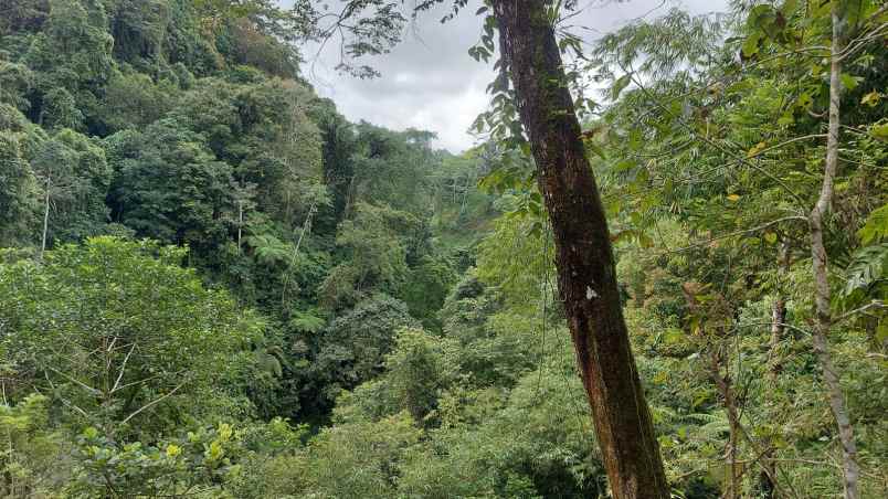 ubud pemandangan hutan lindung dan sungai