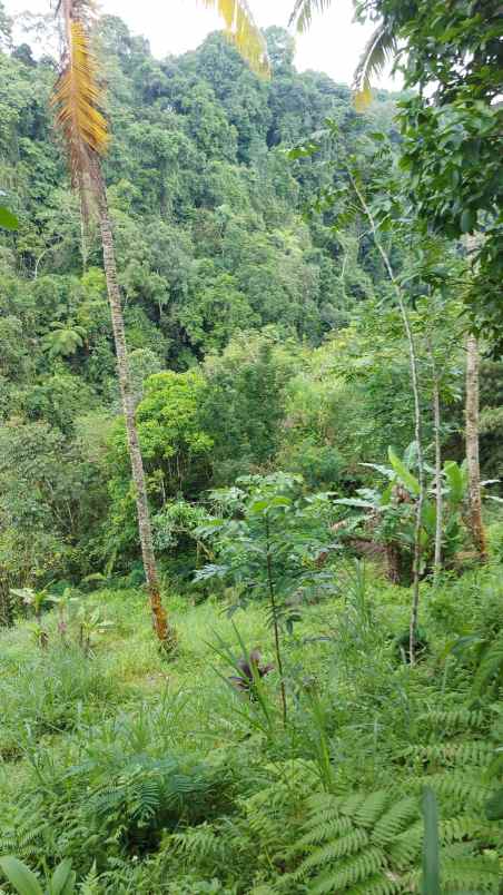 ubud pemandangan hutan lindung dan sungai