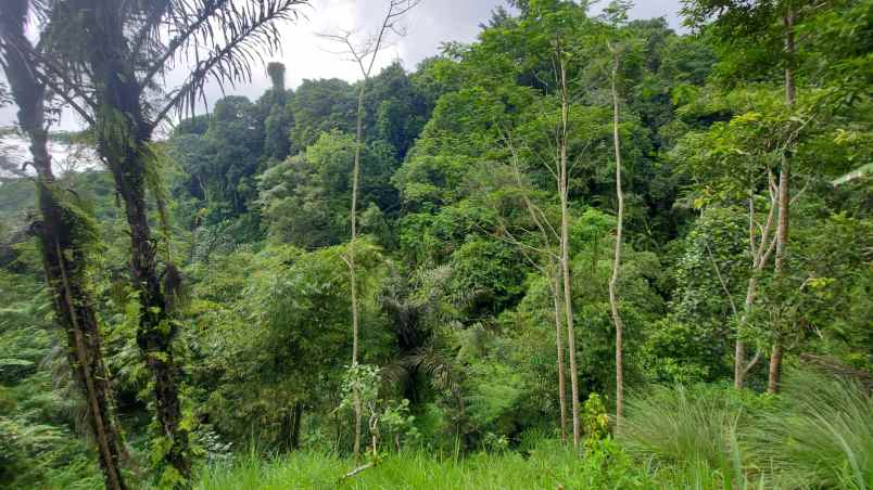 ubud pemandangan hutan lindung dan sungai