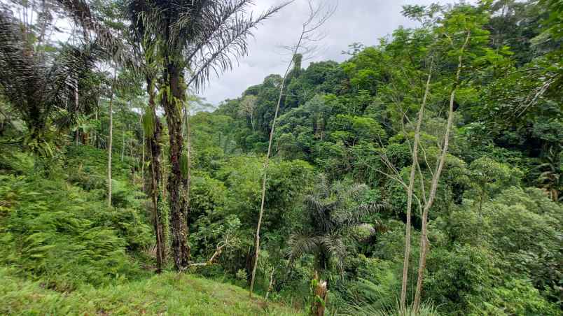 ubud pemandangan hutan lindung dan sungai