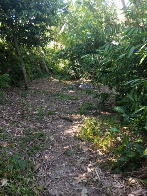 yellow zone land only 5 minutes to empathy school bali