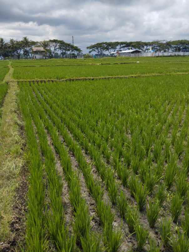dijual sawah produktif kepanjen malang jawa timur