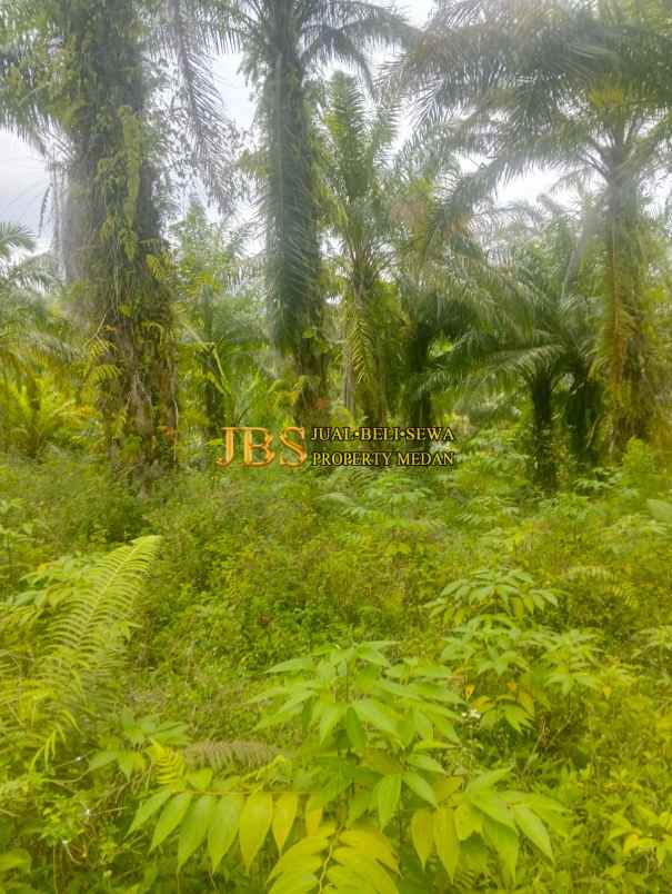 dijual tanah daerah desa garunggang kab