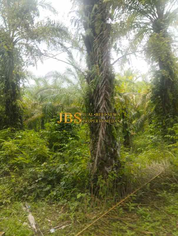 dijual tanah daerah desa garunggang kab