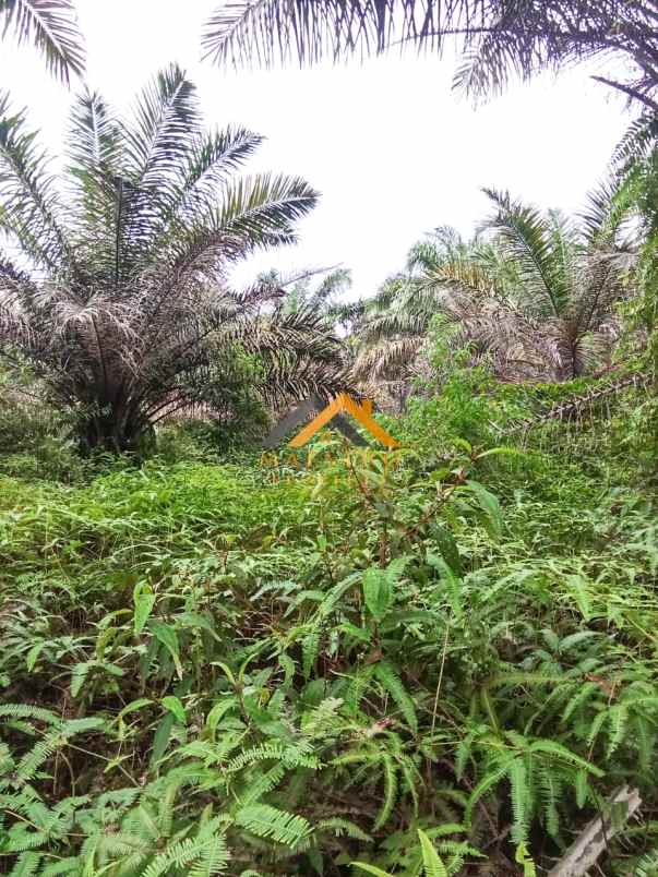 dijual tanah di desa ujung deleng kec sibolangit