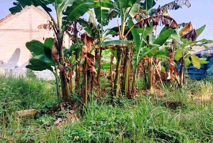 dijual tanah di pekuncen klipang tembalang semarang