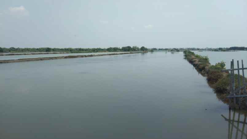 dijual tanah jalan tanggul tambak singajaya