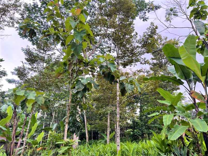 dijual tanah kebun durian mojogedang karanganyar