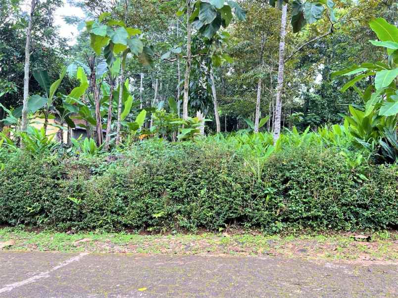 dijual tanah kebun durian mojogedang karanganyar