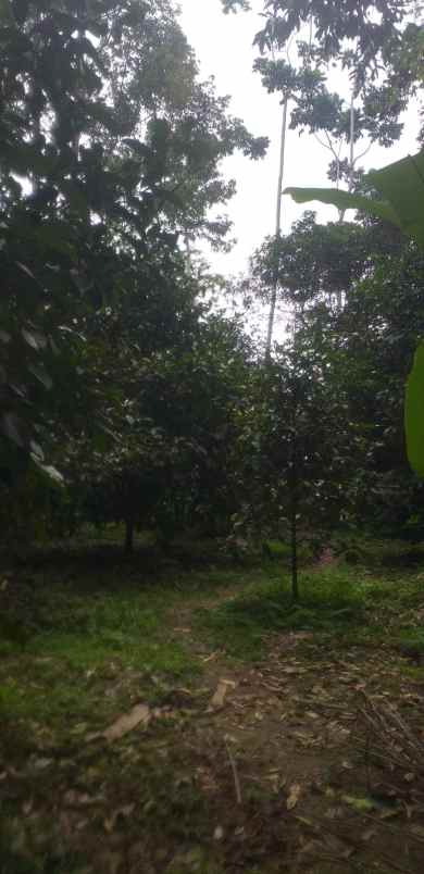 dijual tanah kebun produktif