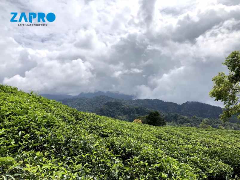 dijual tanah kebun teh alahan panjang