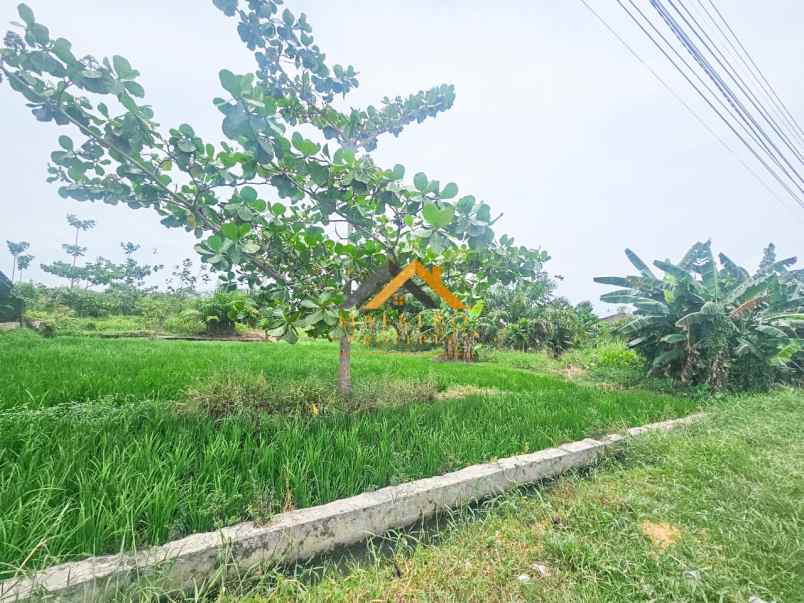 dijual tanah kosong jalan rumbia daerah batang kuis