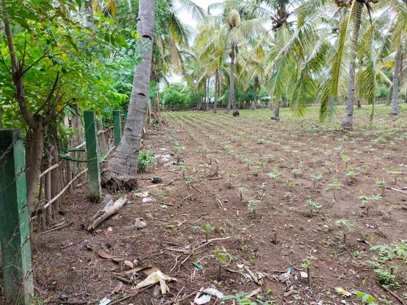 dijual tanah pertanian di lombok utara dekat rinjani