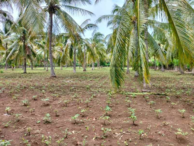dijual tanah pertanian di lombok utara dekat rinjani