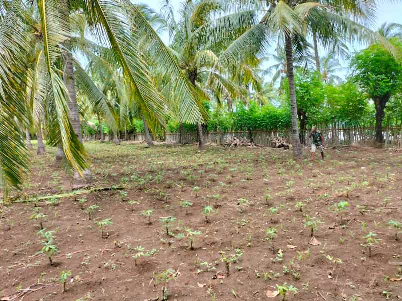 dijual tanah pertanian di lombok utara dekat rinjani