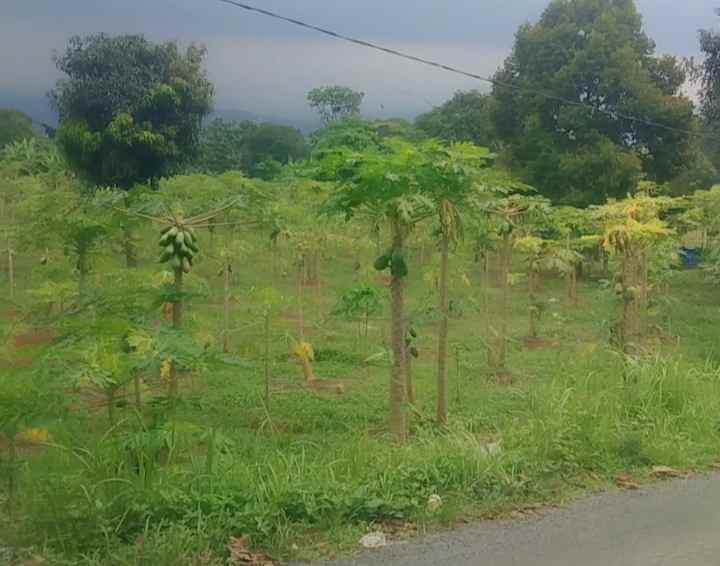 dijual tanah satu hamparan pinggir jl desa