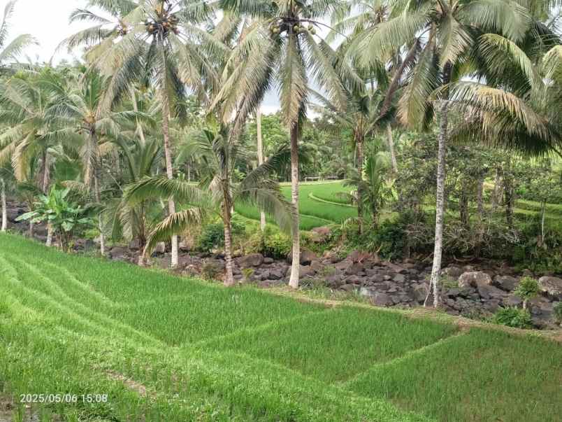 dijual tanah selemadeg tabanan bali