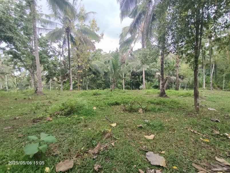 dijual tanah selemadeg tabanan bali
