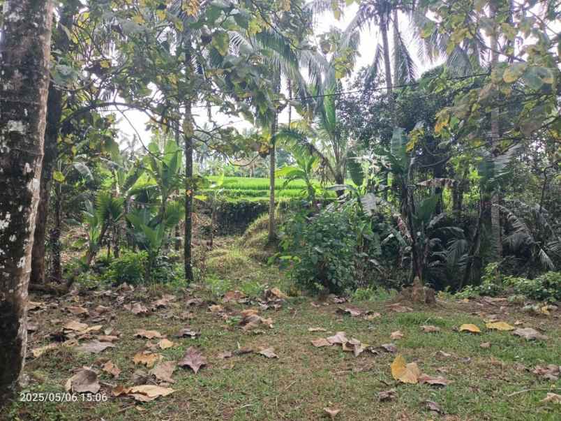 dijual tanah selemadeg tabanan bali