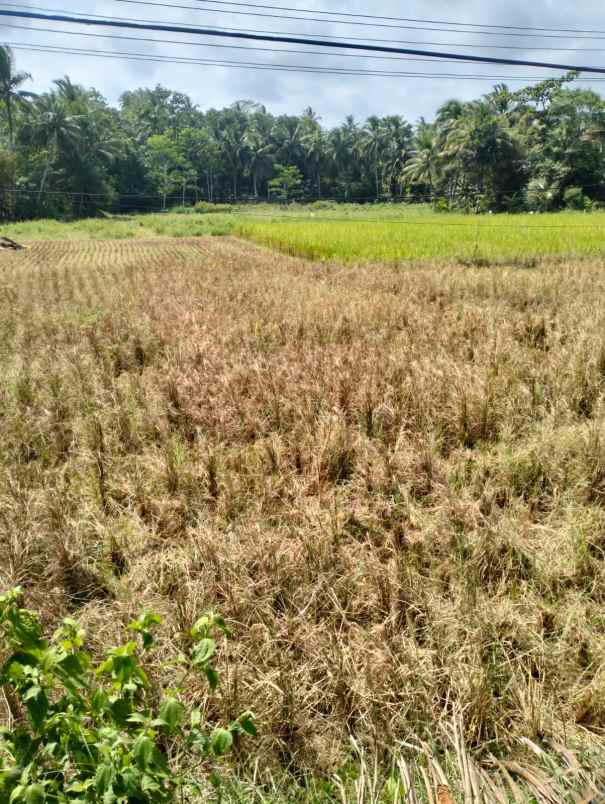 jual lahan sawah pinggir jalan raya