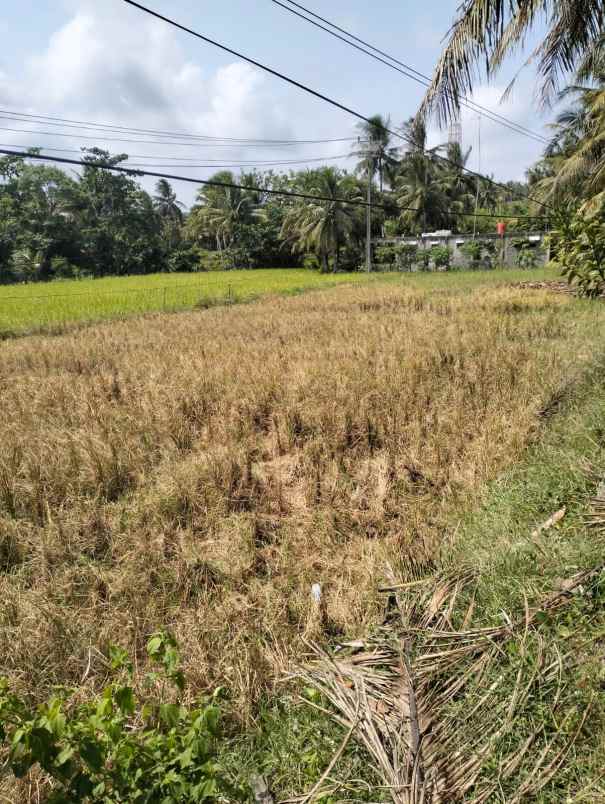 jual lahan sawah pinggir jalan raya