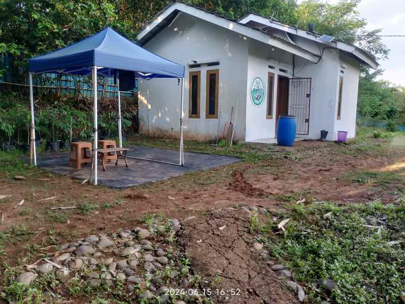 jual murah kebun durian musang king di jasinga