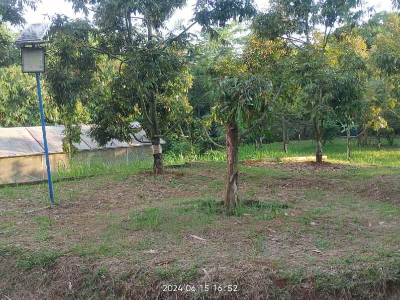 jual murah kebun durian musang king di jasinga