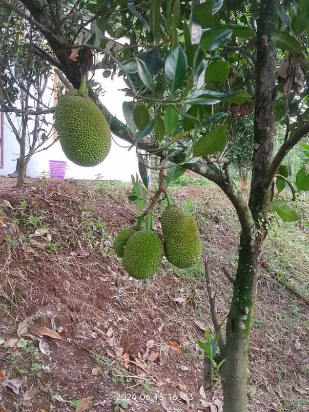 jual murah kebun durian musang king di jasinga