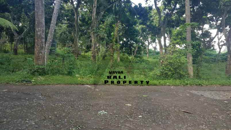 jual tanah dekat pantai gerokgak singaraja