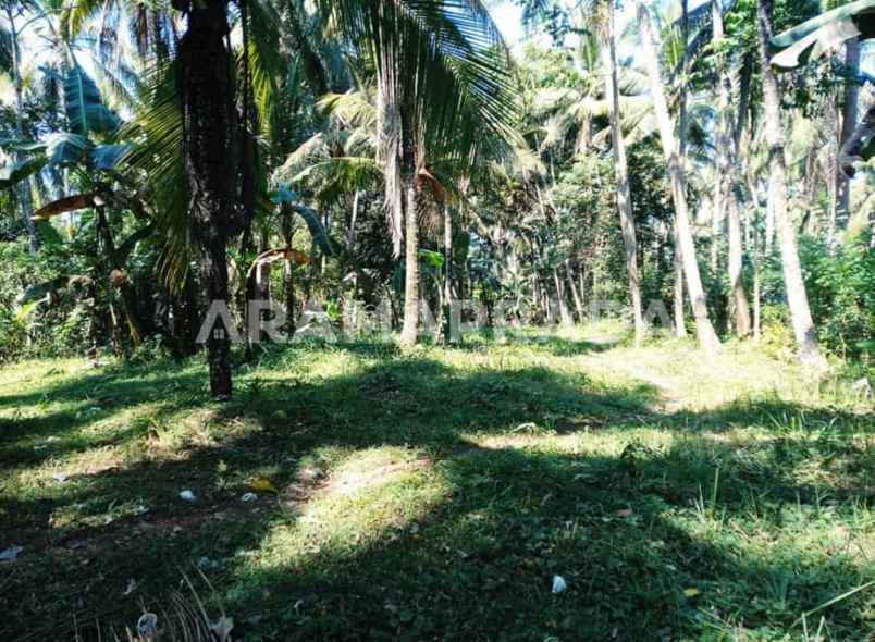 jual tanah kebun 12 are selemadeg tabanan